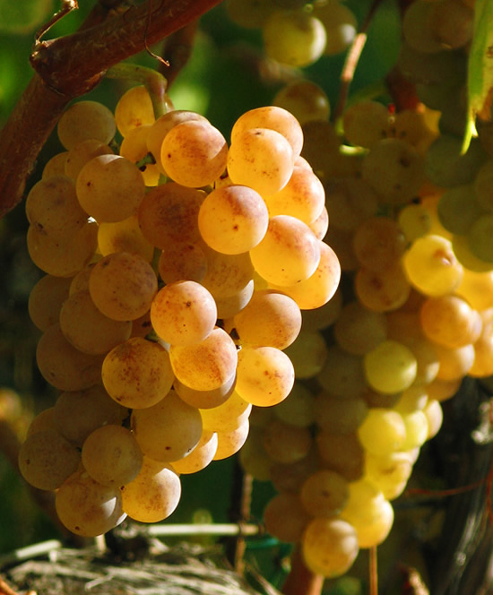 перельяда виноград